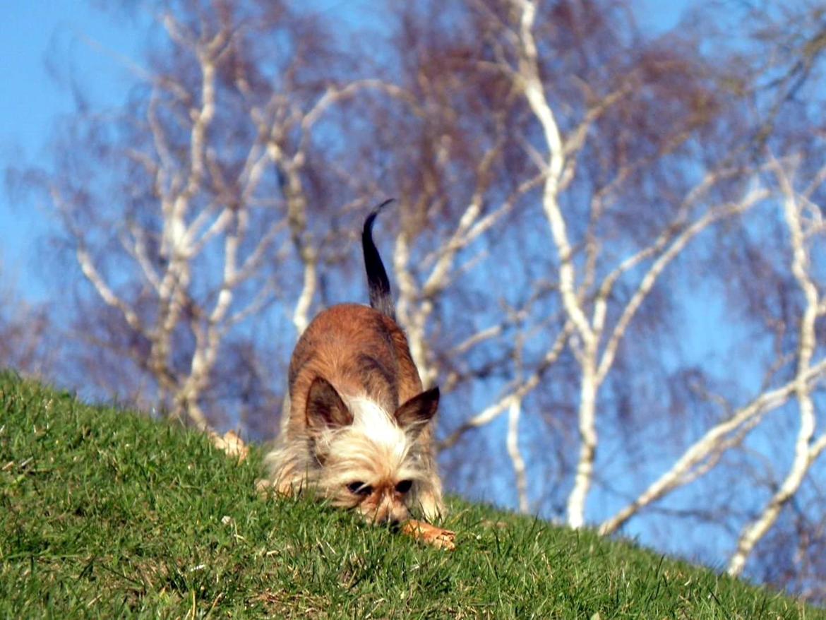 Blanding af racer Casey RIP billede 7