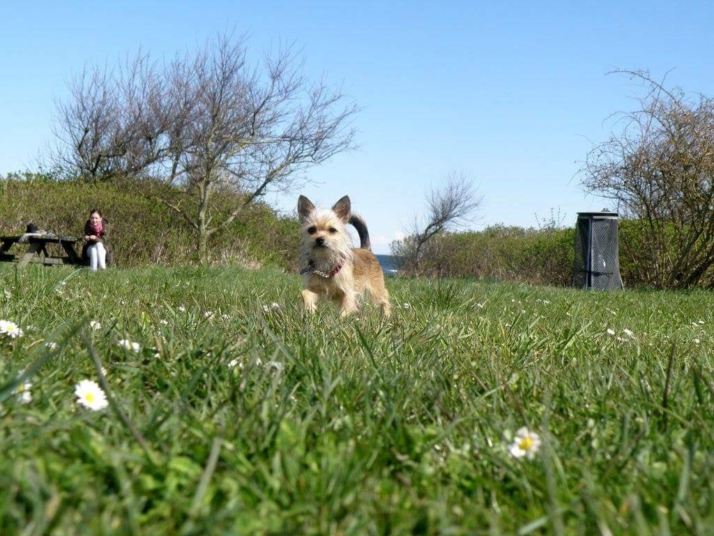 Blanding af racer Casey RIP billede 9