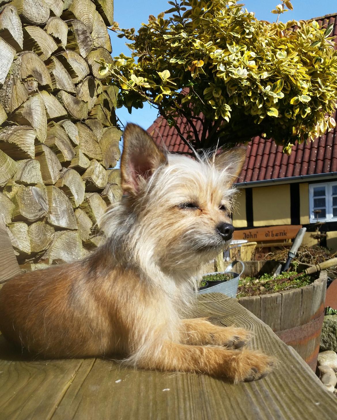 Blanding af racer Casey RIP billede 41