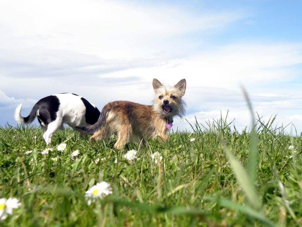 Blanding af racer Casey RIP billede 8