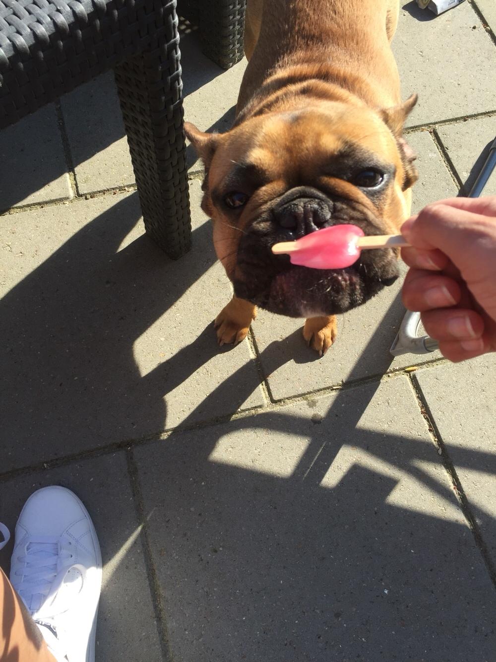 Fransk bulldog Uffe (Helvedeshunden fra Mordor) billede 18
