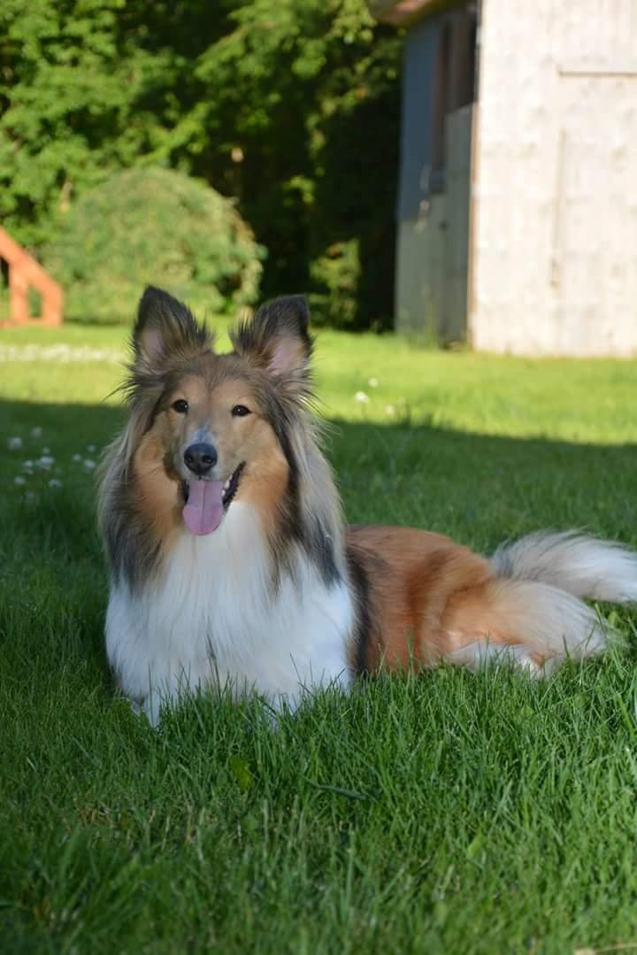 Shetland sheepdog Jenner's Loving Afrodite Sif billede 4