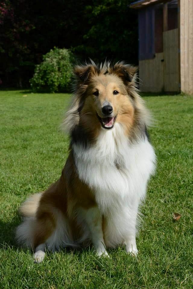 Shetland sheepdog Jenner's Loving Afrodite Sif billede 5