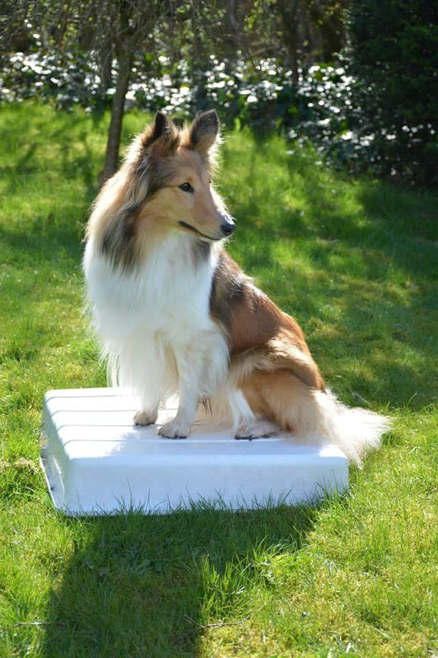 Shetland sheepdog Jenner's Loving Afrodite Sif billede 6
