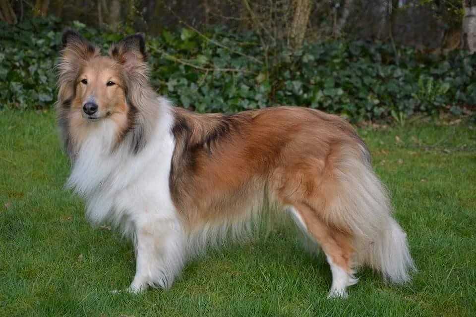 Shetland sheepdog Jenner's Loving Afrodite Sif billede 7