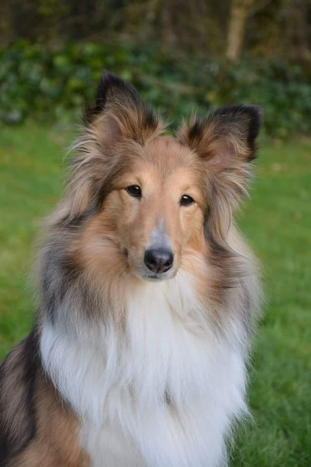 Shetland sheepdog Jenner's Loving Afrodite Sif billede 8