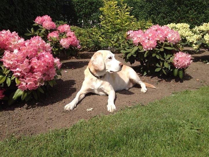 Blanding af racer Bertil (død) billede 22