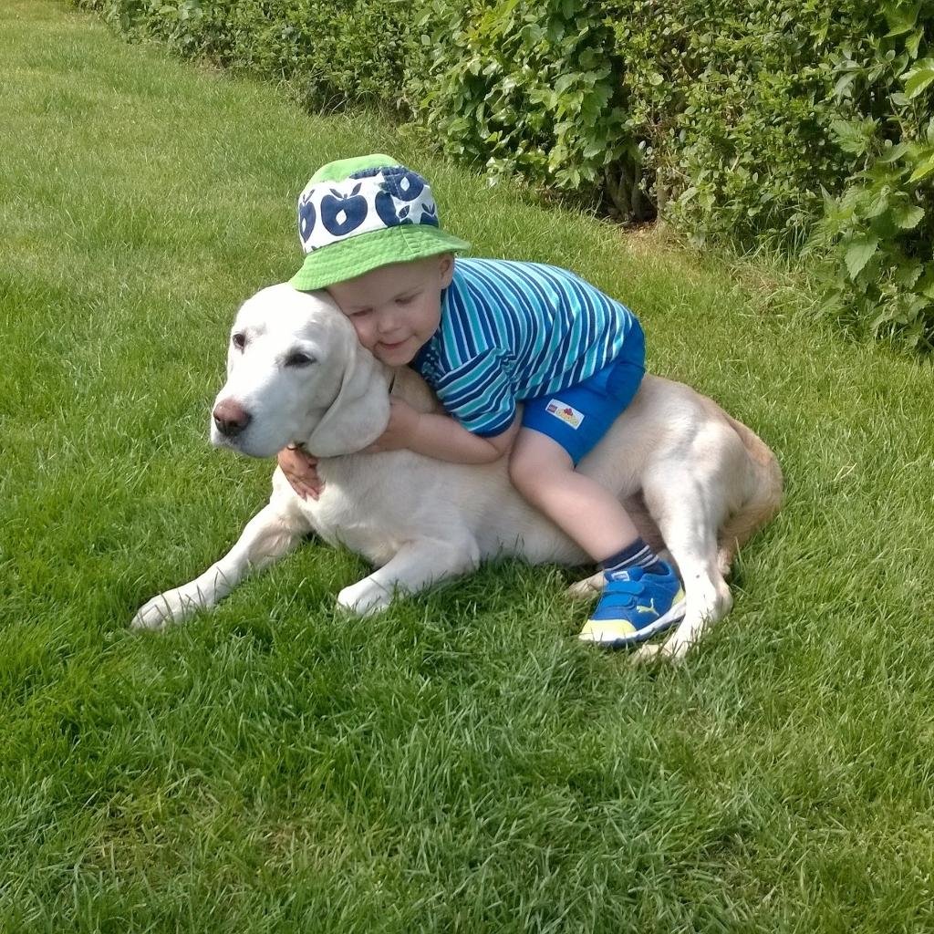 Blanding af racer Bertil (død) billede 21