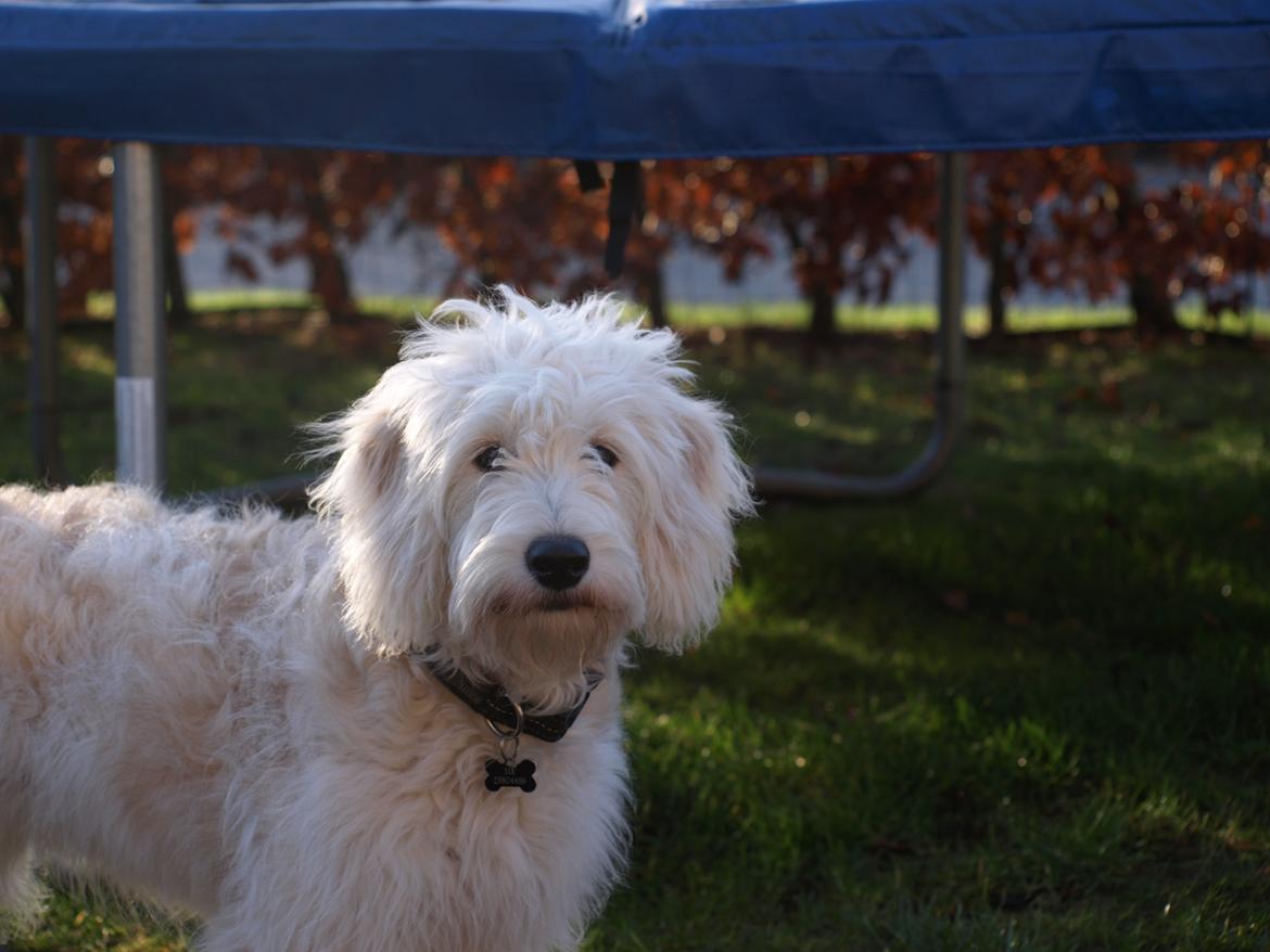 Blanding af racer Sia billede 6