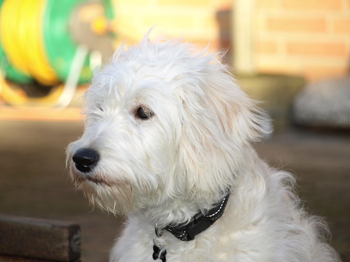 Blanding af racer Sia billede 10