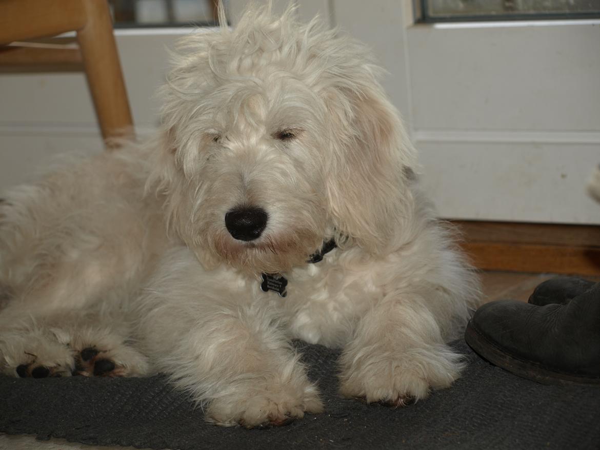 Blanding af racer Sia billede 2