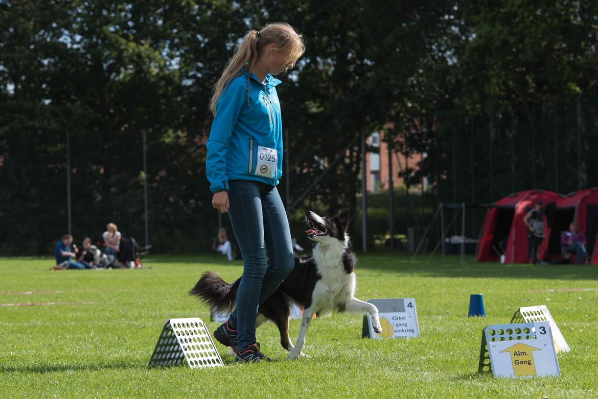 Border collie Laika - DKK DM 2015, 4. plads billede 2
