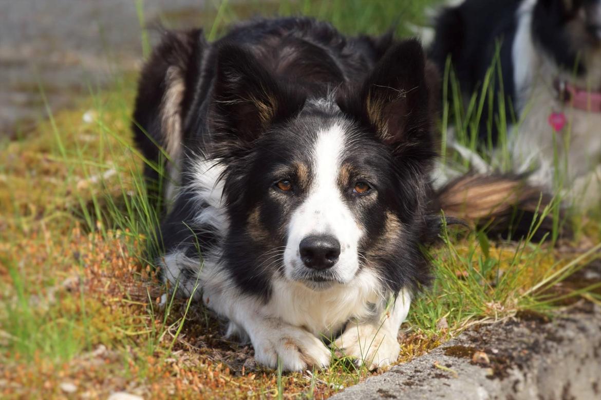 Border collie Laika - Altid 100% fokus  billede 7
