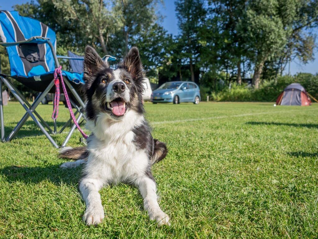 Border collie Laika - Agilitycamå 2015 billede 9