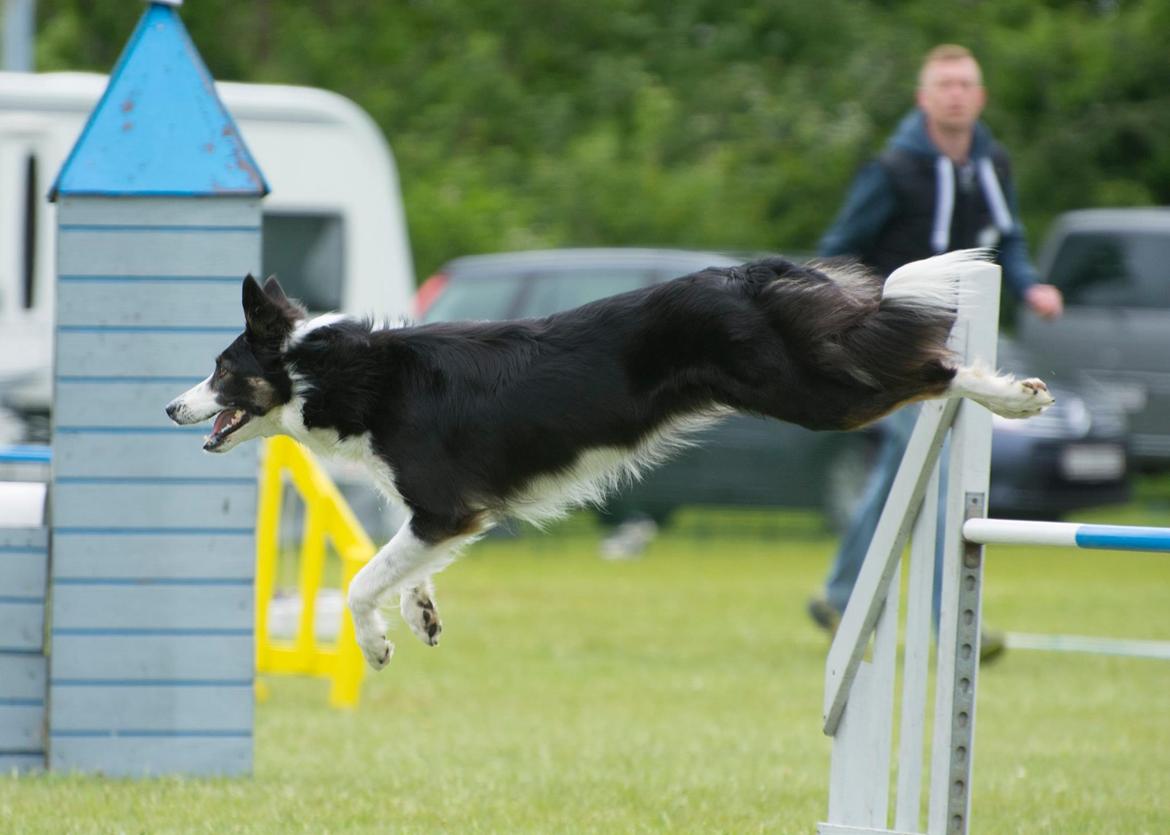 Border collie Laika - Let og lækker springteknik  billede 15