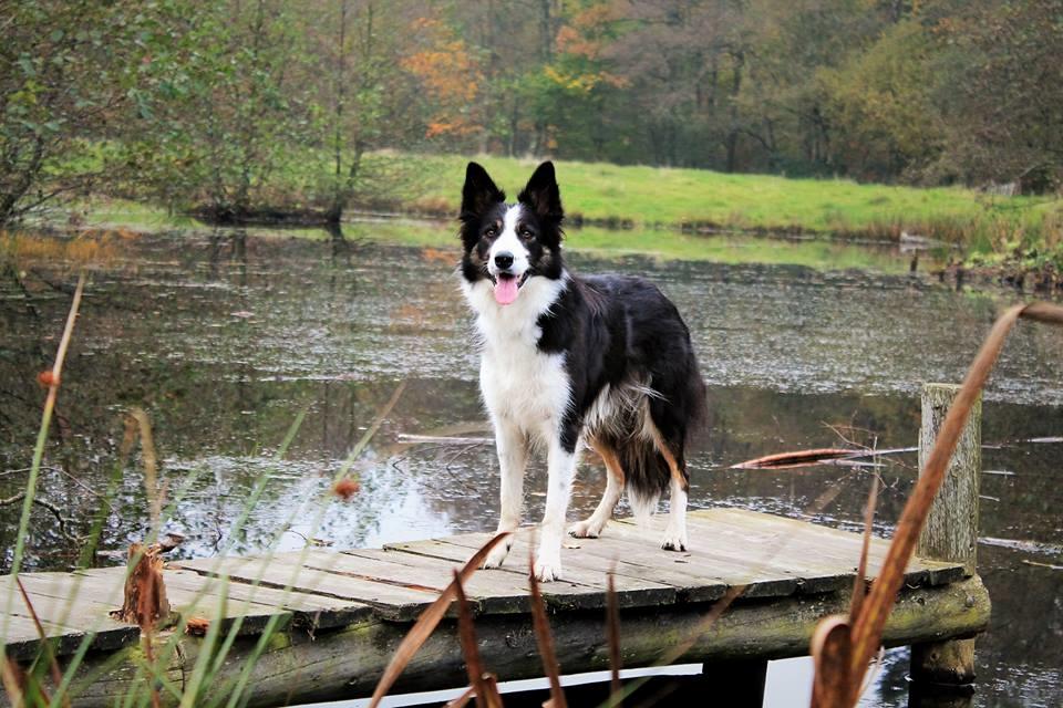 Border collie Laika - Smukke pige  billede 19