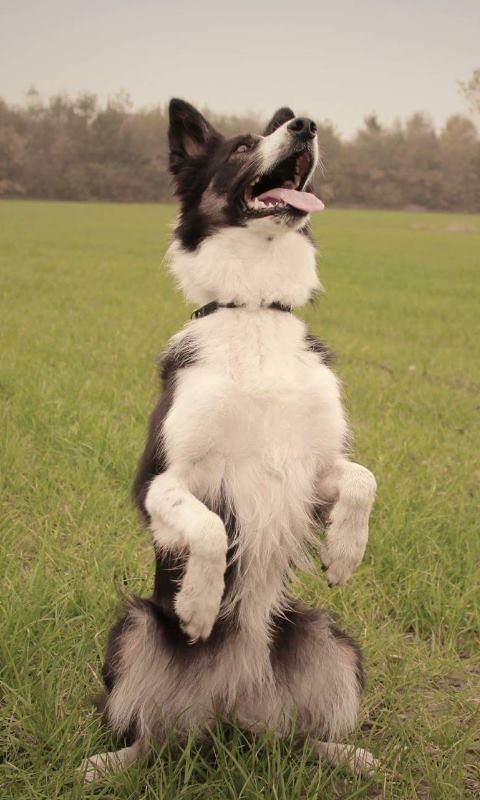 Border collie Laika - Ynglings tricket ;-) billede 8