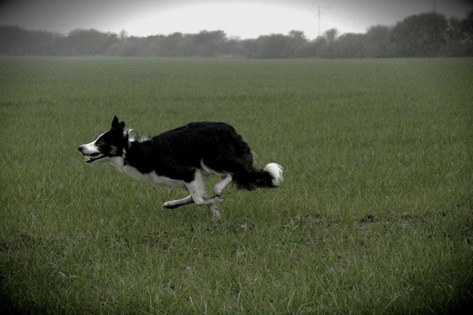 Border collie Laika - Elsker at løbe stærkt! billede 36