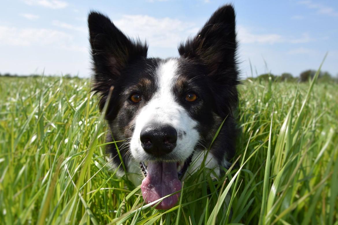 Border collie Laika - Sommer når det er bedst billede 22