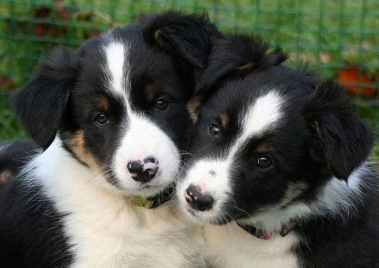 Border collie Mayzie  - Toby og Mayzie  billede 26