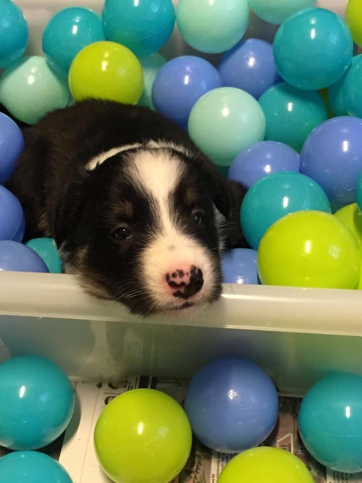 Border collie Mayzie  - Knap 4 uger  billede 30