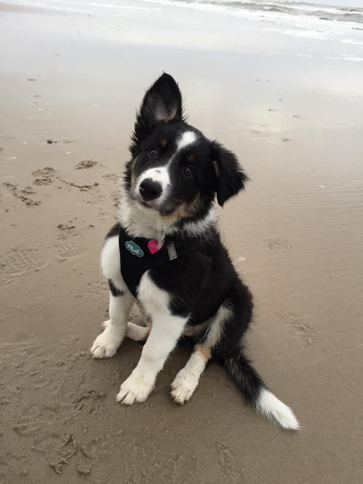 Border collie Mayzie  - 1. strandtur  billede 25