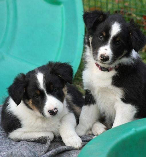 Border collie Mayzie  - Toby og Mayzie billede 27