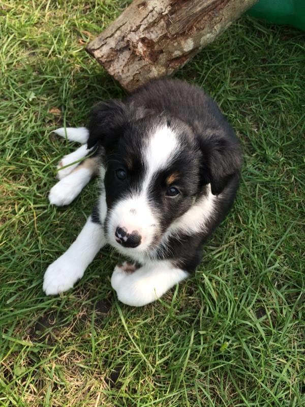 Border collie Mayzie  - 6 uger gammel billede 28