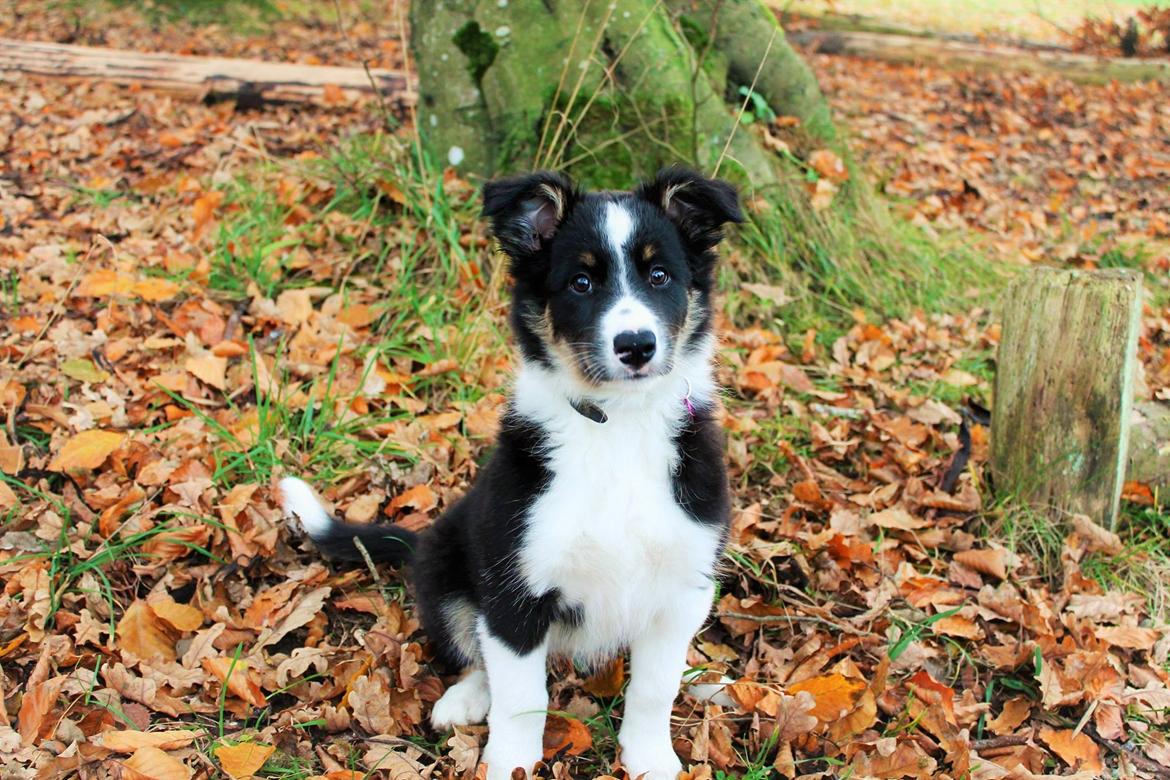 Border collie Mayzie  billede 24