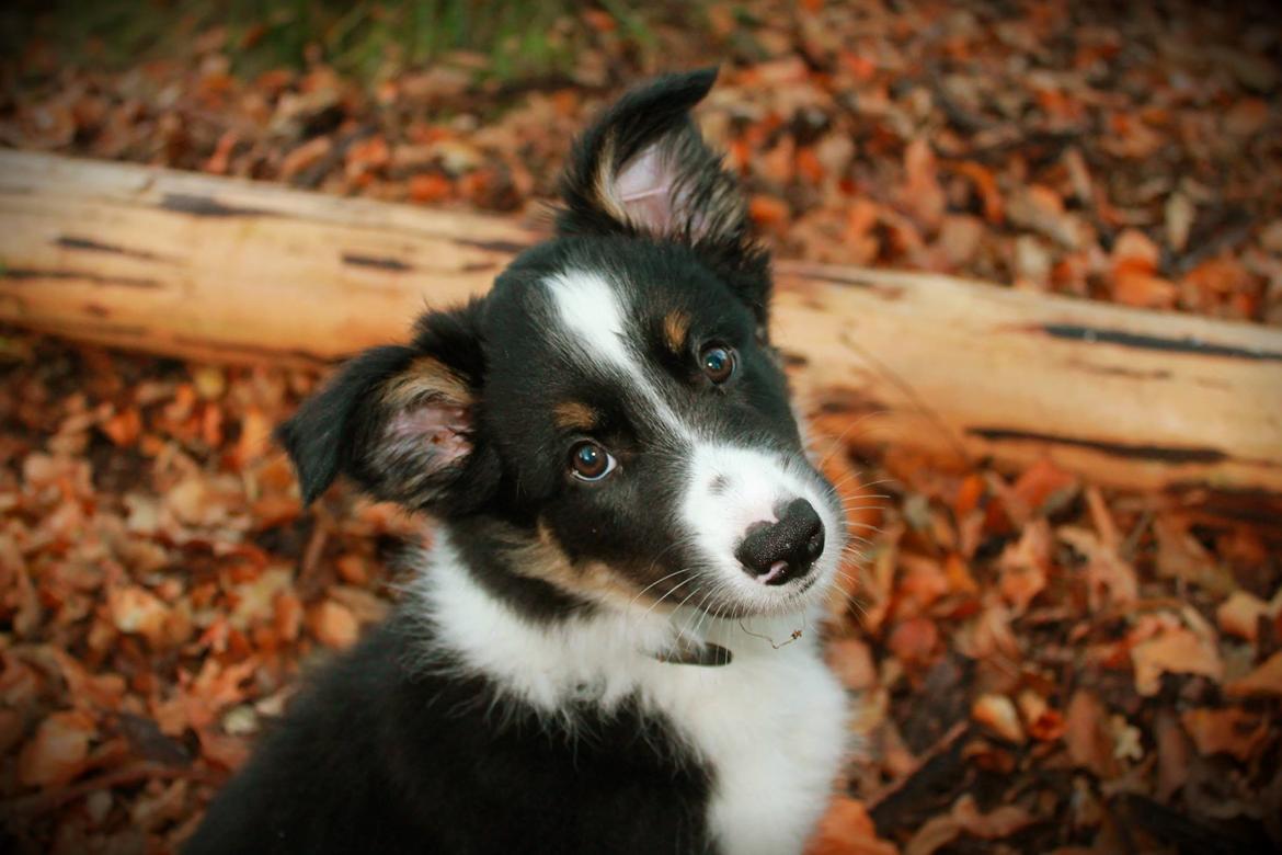 Border collie Mayzie  - Cutie  billede 23