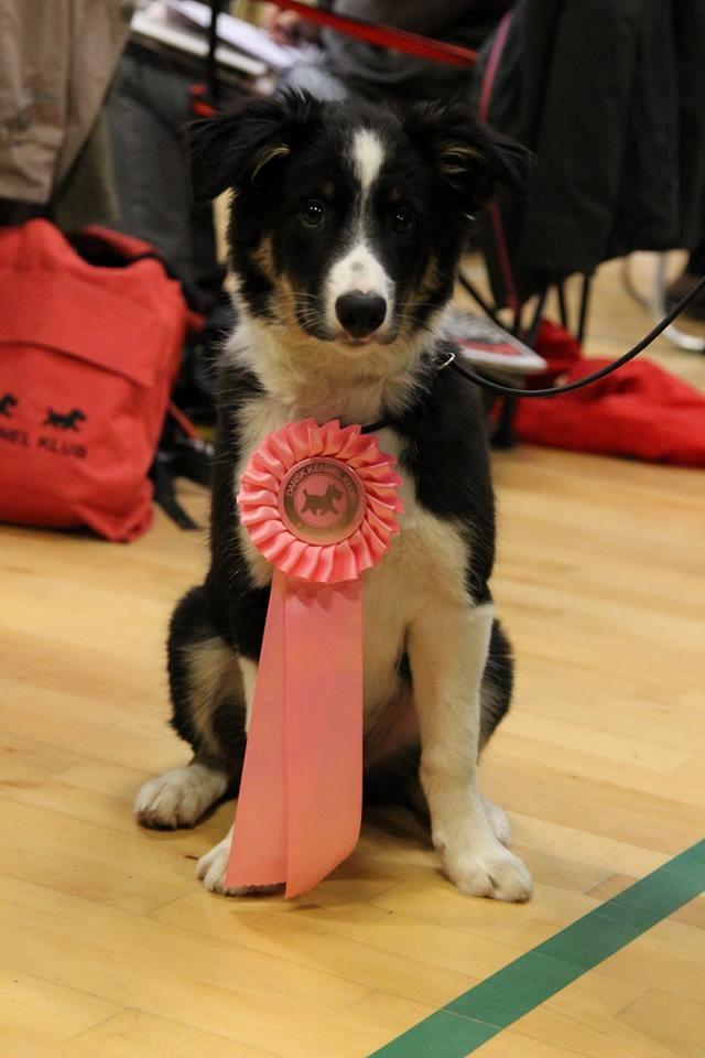 Border collie Mayzie  - 1. udstilling, særdeles lovende  billede 21