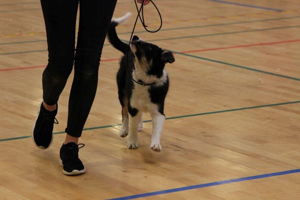 Border collie Mayzie  - Fint fokus ;-) billede 22