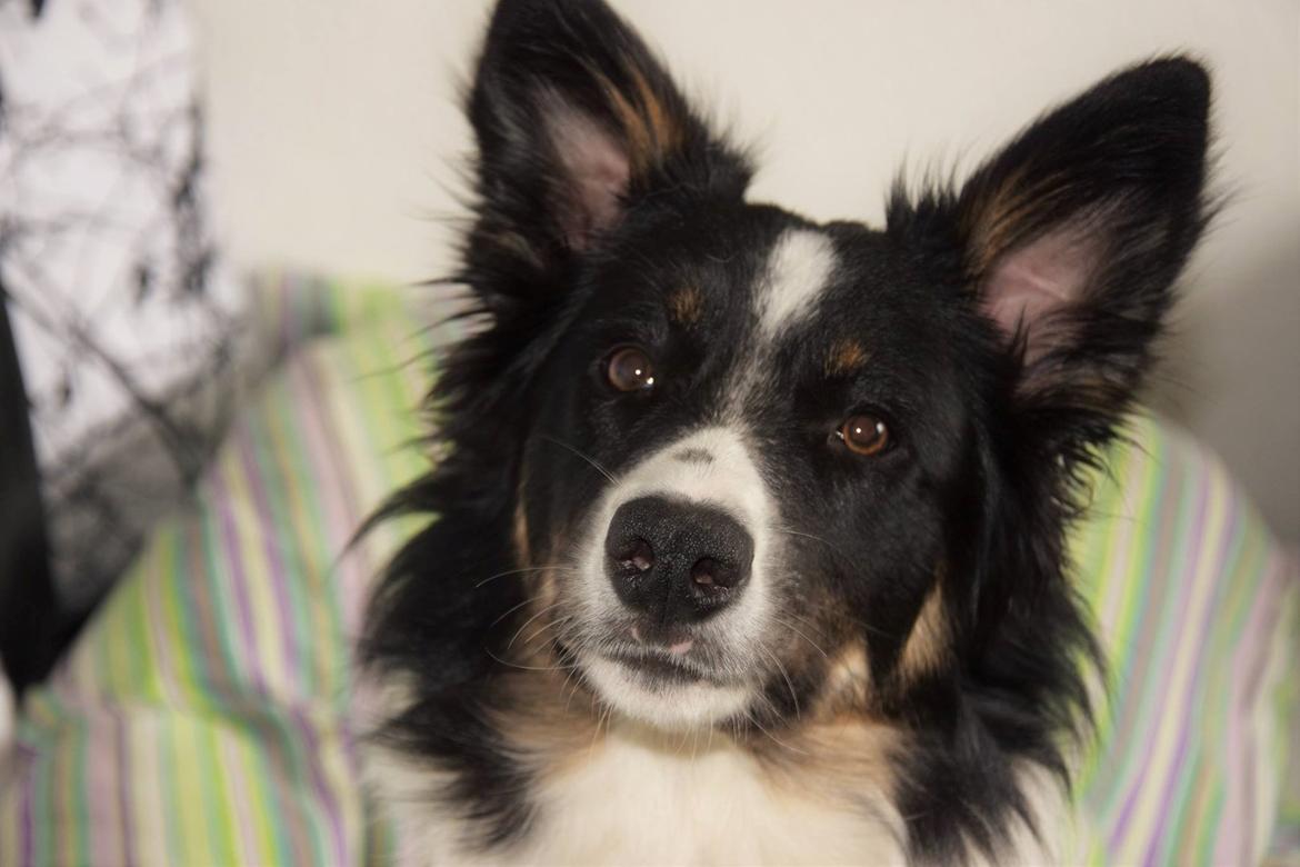 Border collie Mayzie  billede 18