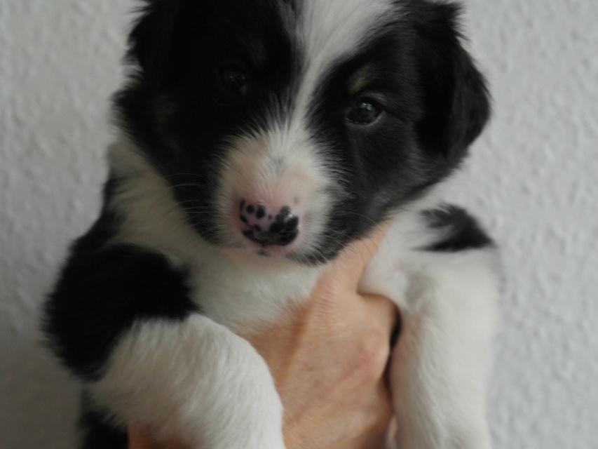 Border collie Mayzie  - 5 uger  billede 29