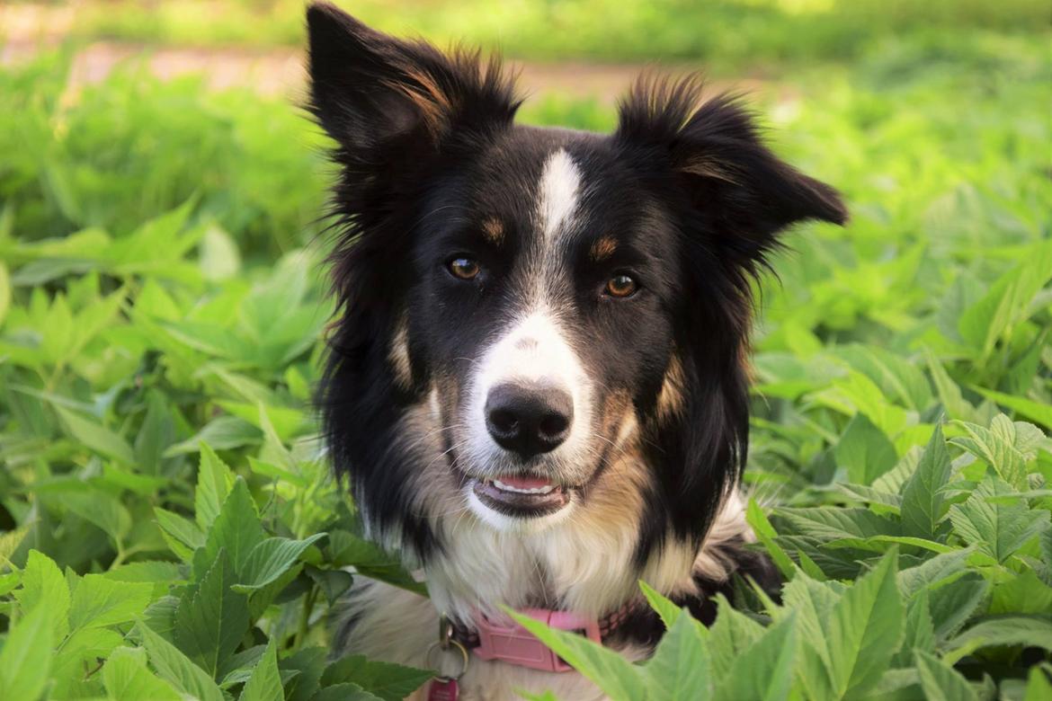 Border collie Mayzie  - Smukke May billede 1