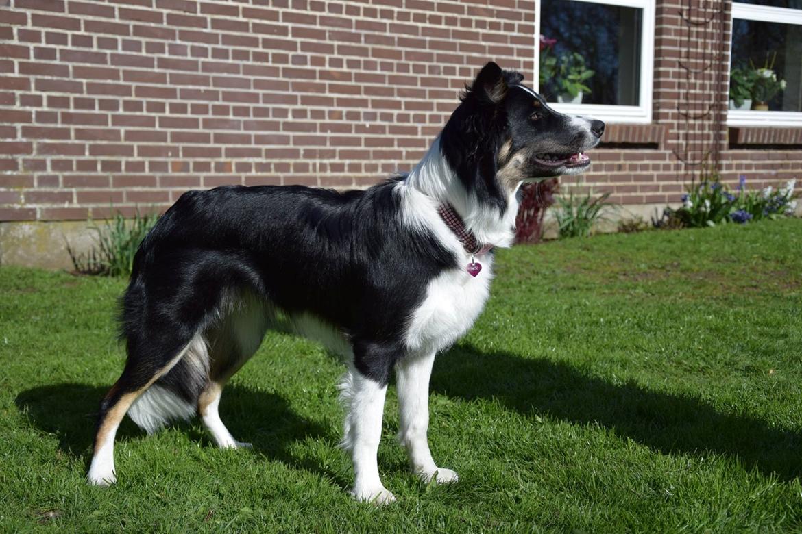 Border collie Mayzie  - 8 måneder billede 16