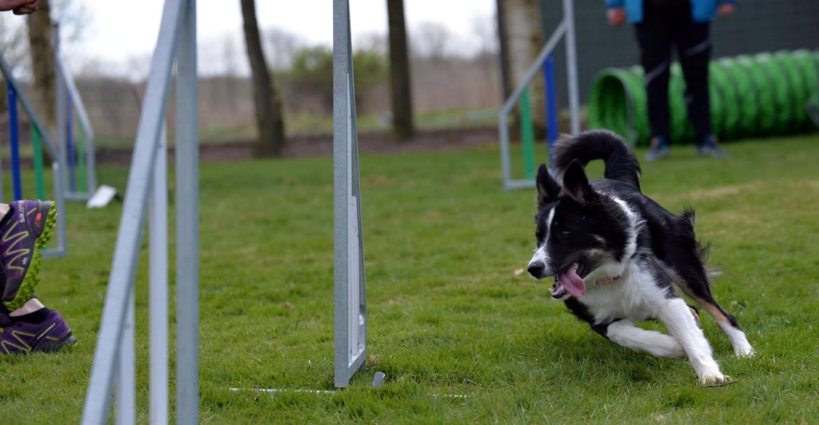 Border collie Mayzie  - Baby agility kursus billede 11