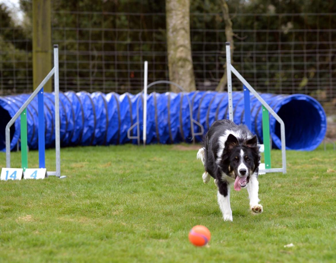 Border collie Mayzie  - Mere baby kursus :-)  billede 12