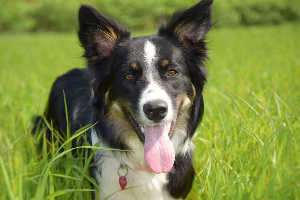 Border collie Mayzie  billede 14