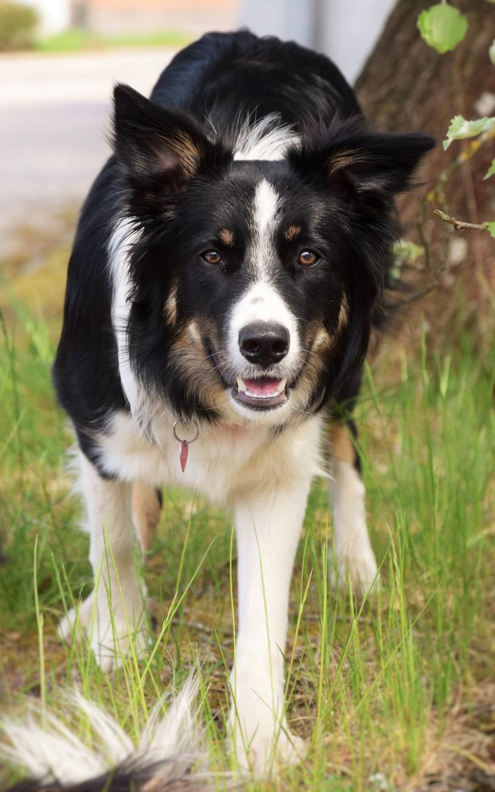 Border collie Mayzie  billede 8