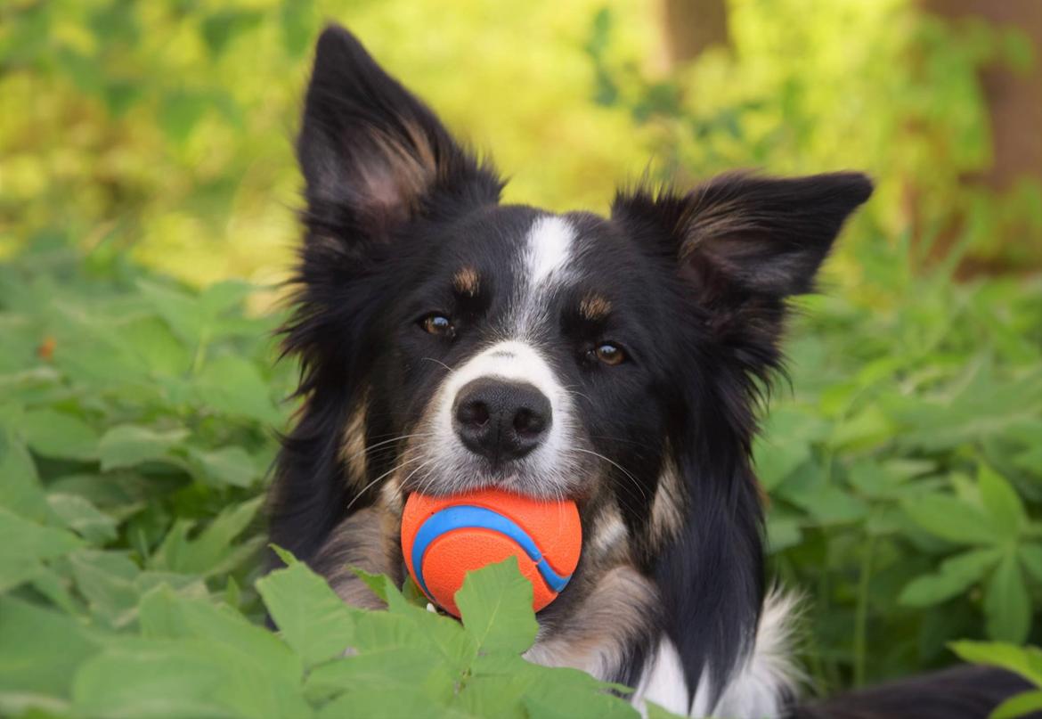 Border collie Mayzie  billede 10