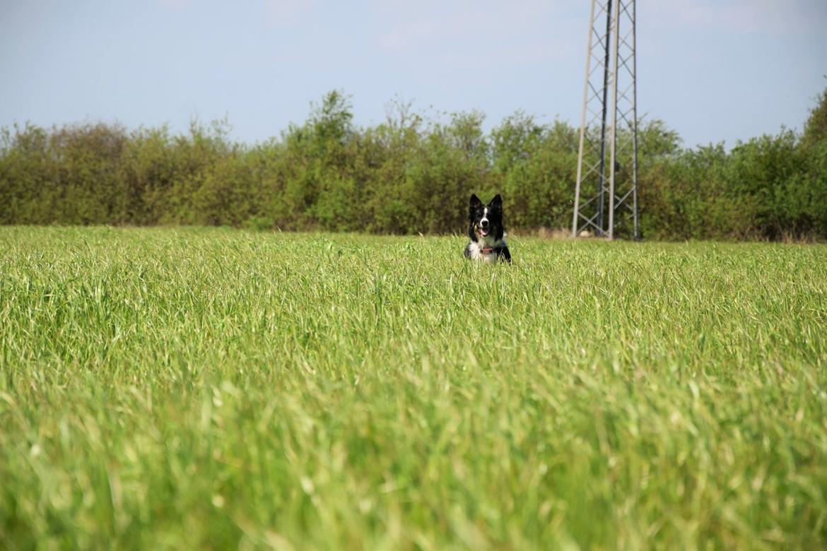 Border collie Mayzie  - Er du med?  billede 9