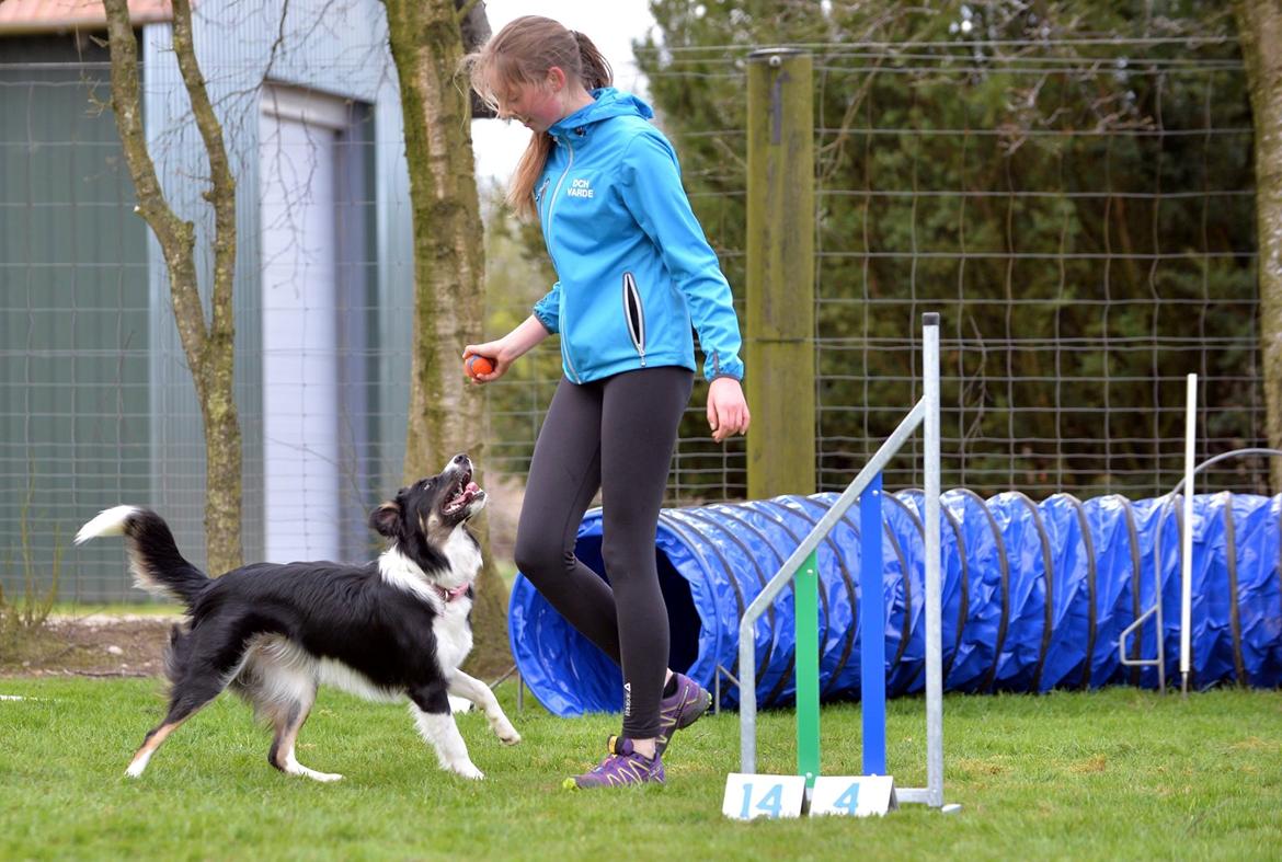 Border collie Mayzie  - Jeg er klar!  billede 13