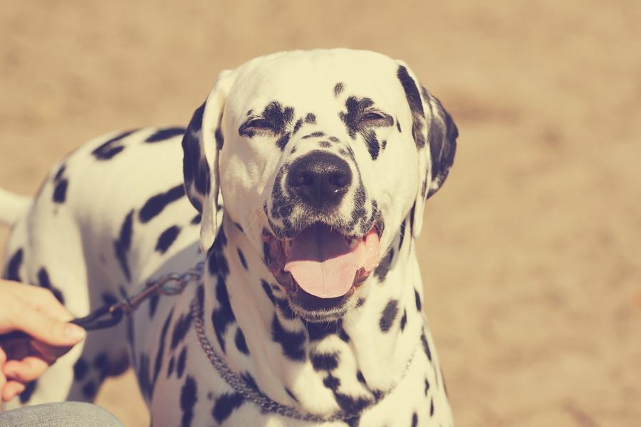 Dalmatiner Hugin (Spotdog's Everything Elegant) - 2 år gammel billede 9