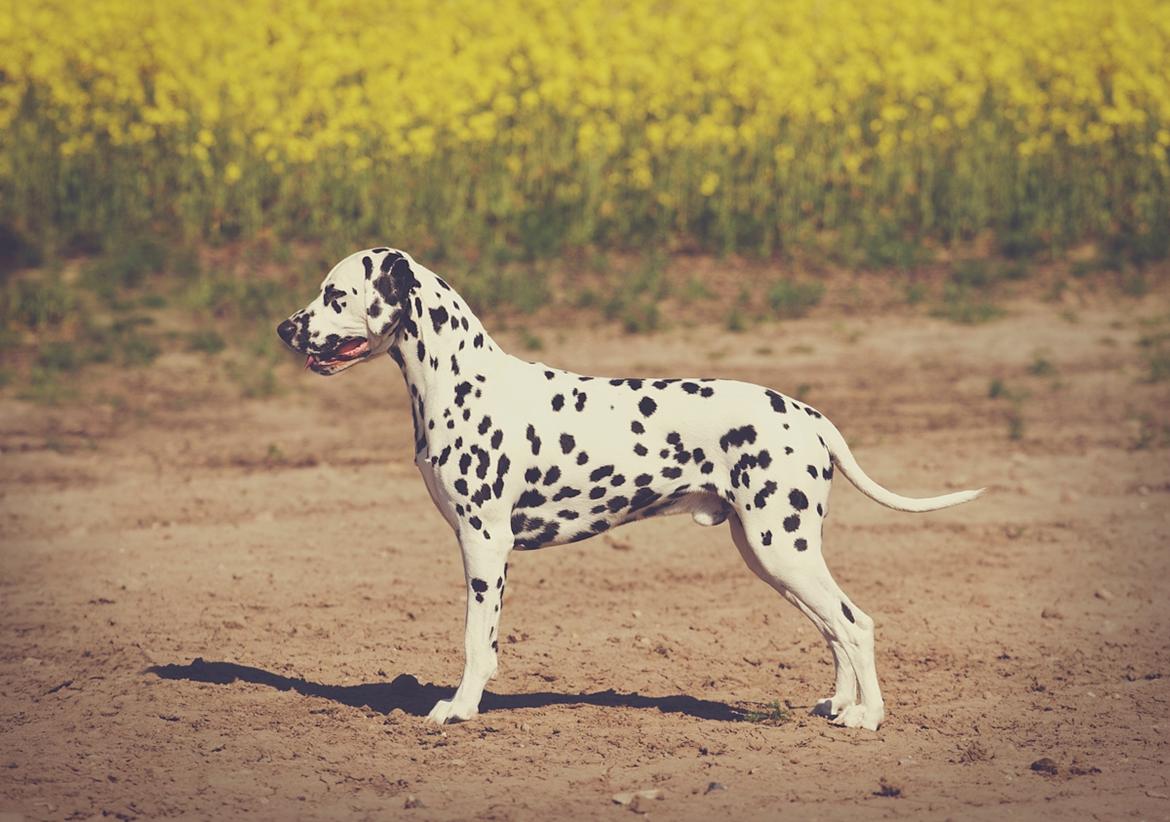 Dalmatiner Hugin (Spotdog's Everything Elegant) - 2 år gammel billede 8