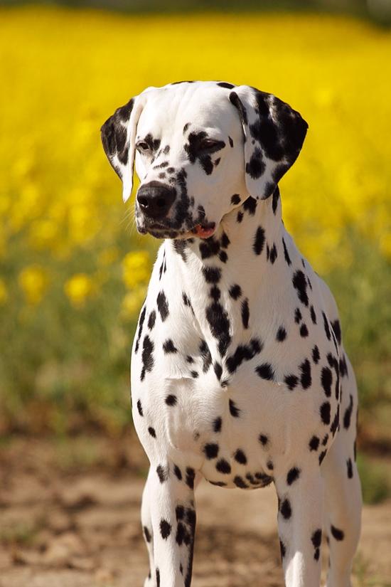 Dalmatiner Hugin (Spotdog's Everything Elegant) - 2 år gammel billede 2