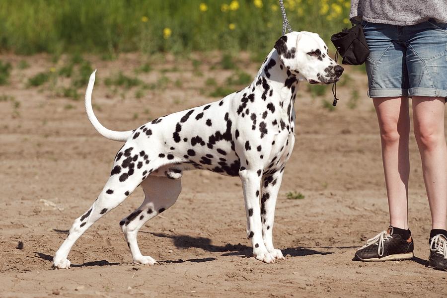 Dalmatiner Hugin (Spotdog's Everything Elegant) - 2 år gammel billede 10