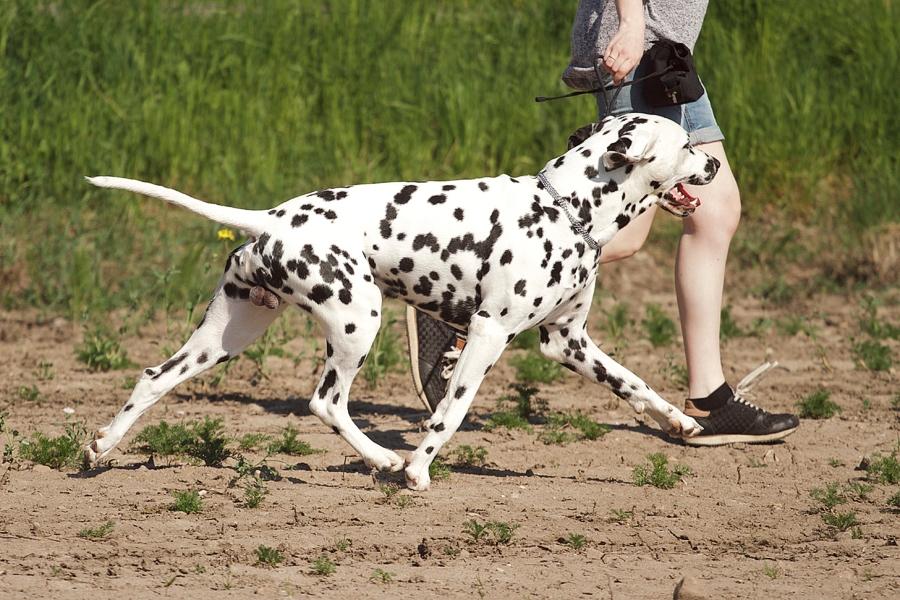 Dalmatiner Hugin (Spotdog's Everything Elegant) - 2 år gammel - vi øver os i IKKE at galopere ;) billede 12