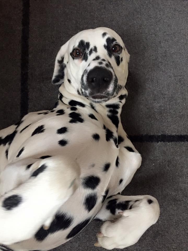Dalmatiner Hugin (Spotdog's Everything Elegant) - Det her blik kan jeg simpelthen ikke stå for! billede 13