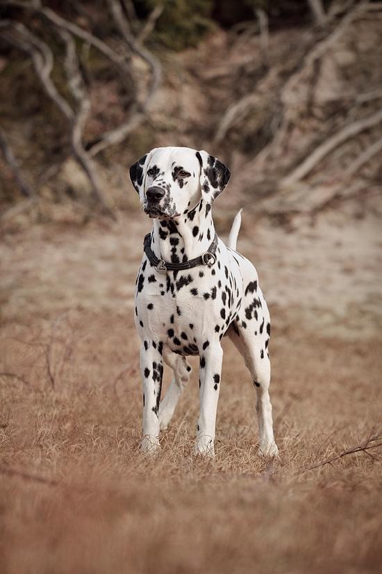 Dalmatiner Hugin (Spotdog's Everything Elegant) - Knap 2 år gammel billede 42
